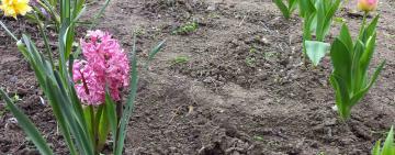 В Кілії вандали вирвали і вкрали цибулини квітів, які діти садили в школі восени